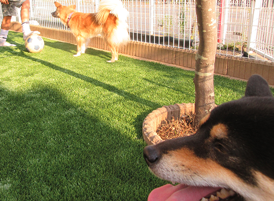 ペットと遊べる快適空間